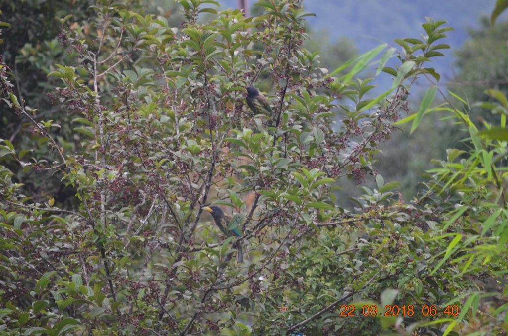 birds-kalseeecolodge1 | Nature's Retreat: Kalsee's Eco-Lodge Adventure Bird watching kalsee eco lodge