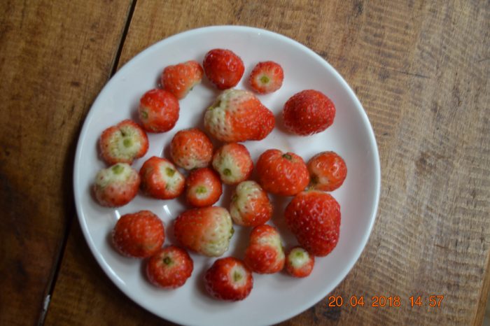 straw berries