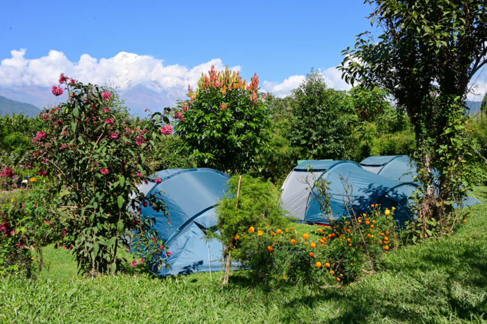 Blue camping tents set up among greenery and flowering plants with mountains in the distance under a bright blue sky.