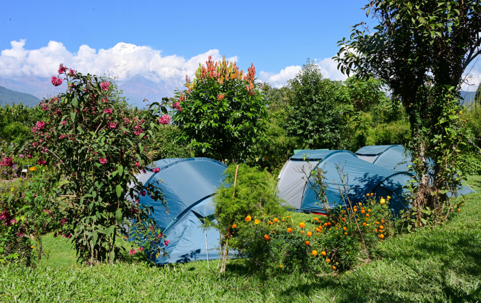 Blue camping tents set up among greenery and flowering plants with mountains in the distance under a bright blue sky.